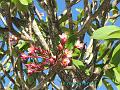 6i-La Digue JCL_0246a